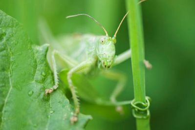 grasshopper