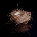 The Nest and The Bow – A Fable