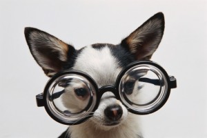 Chihuahua Wearing Glasses