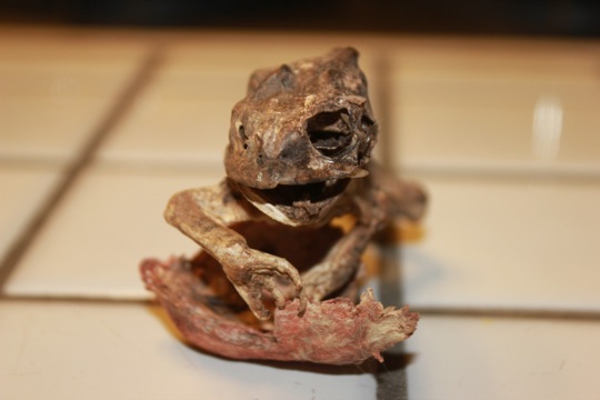 Frog Mummy 1