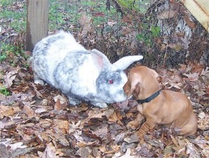 Rabbit and Daschund