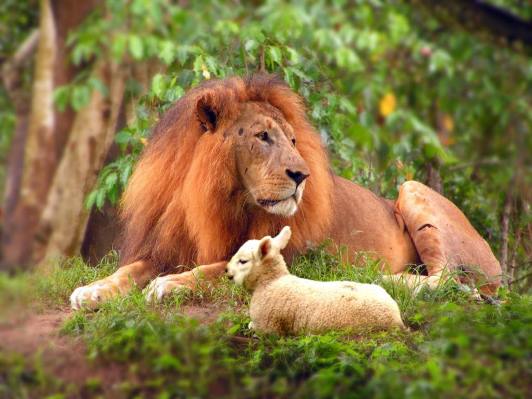 Lion Lamb
