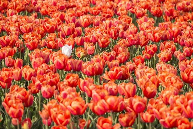 Spring tulip fields in Holland, Netherlands