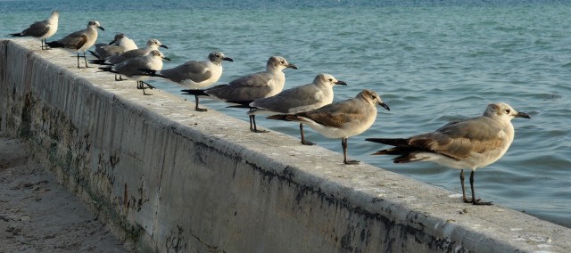 Seegulls lined up