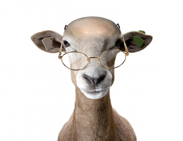 Ram wearing spectacles.
